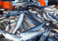 Tunisia – Fishing products: positive commercial excess but in strong contraction